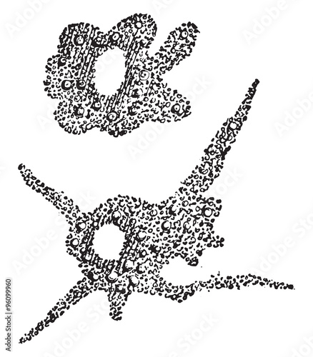 Amoeba, vintage engraving.