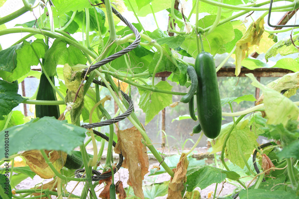 Obraz premium conservatory with green cucumbers