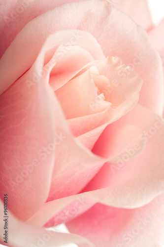 pink rose with selective focus background