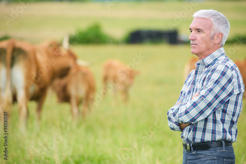 Obraz na plátně man looking at the cattles