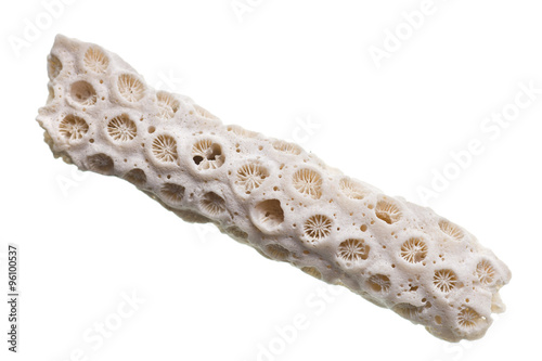 fossilized seashell isolated on white background