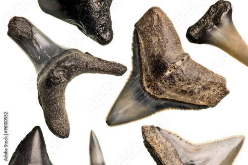 fossilized shark teeth isolated on white
