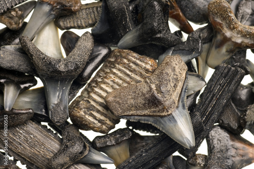 fossilized shark teeth isolated on white