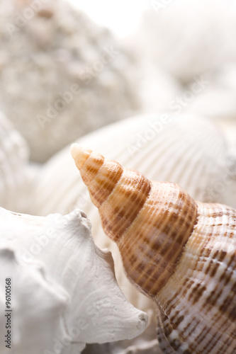 fossilized seashell background