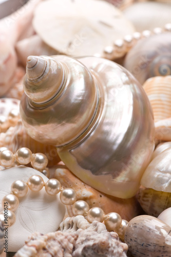 seashell background