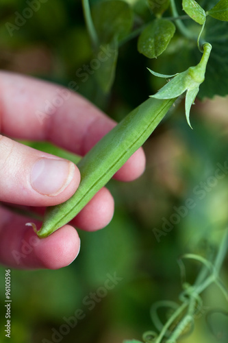 ripe snap pea plant ready for picking