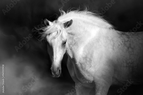 White horse in black background with clouds of dust #96100908