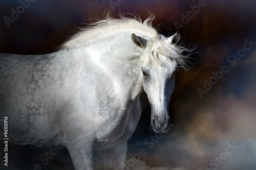 Grey horse with long mane