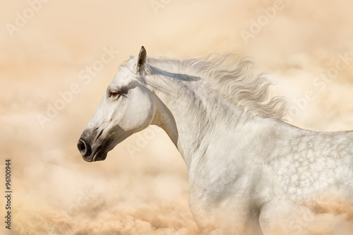 Portrait of gray beautiful arabian stallion at art background with clouds