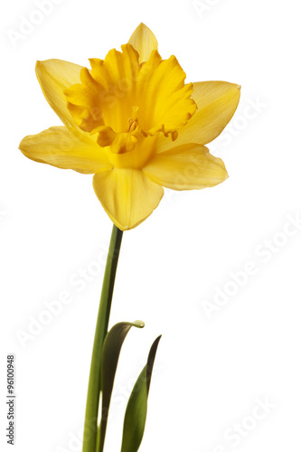 yellow daffodil isolated on white background