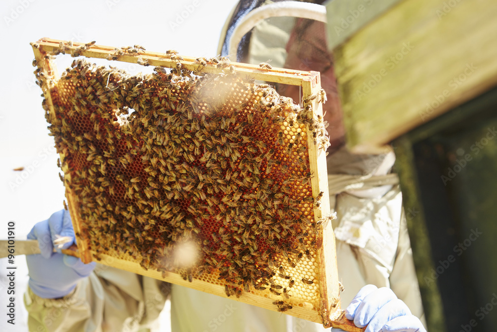 A beekeeper holding up a super frame with worker bees loading the cells in honey. A beekeeper holding up a super frame with worker bees loading the cells in honey.