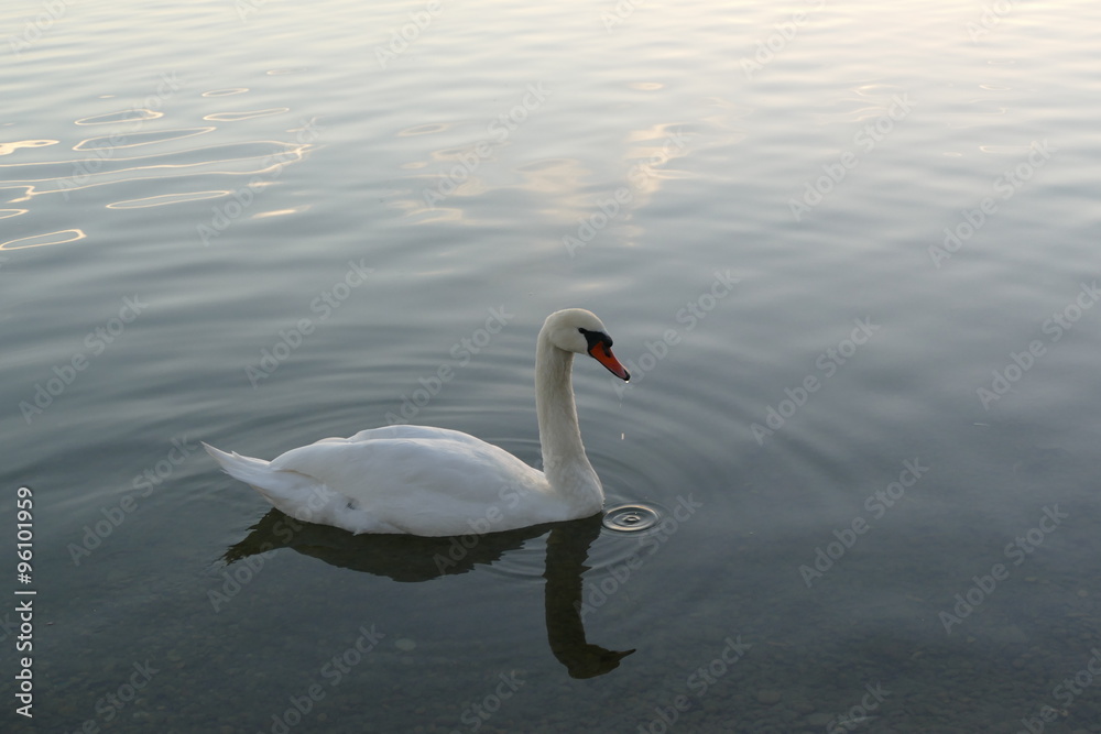 Obraz premium Beautiful swan