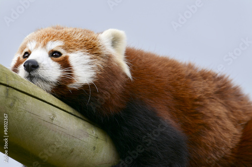 Fotografie Bored Zoo Animal