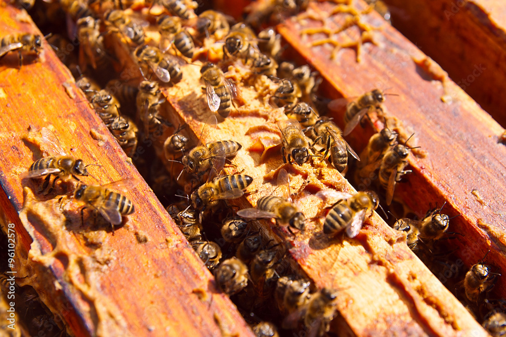 Close up view of the bees swarming on a honeycomb. - obrazy, fototapety, plakaty 