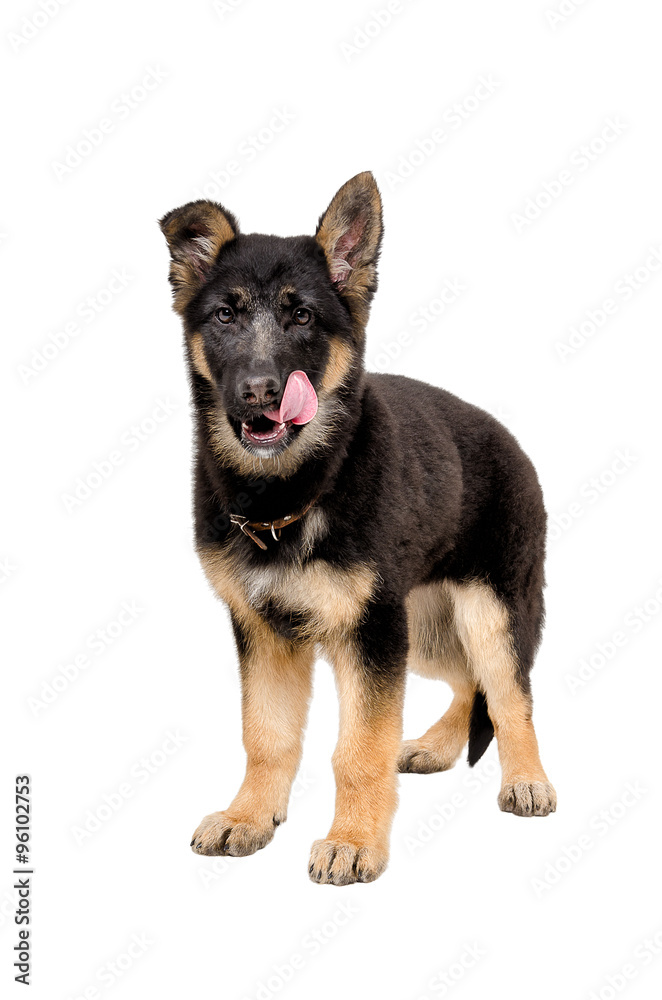 German Shepherd puppy standing licking his lips 