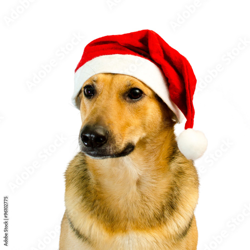 christmas dog © rafikovayana