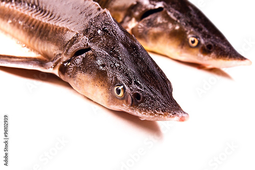 Close up view of the sterlet fish isolated on white. Sterlet is