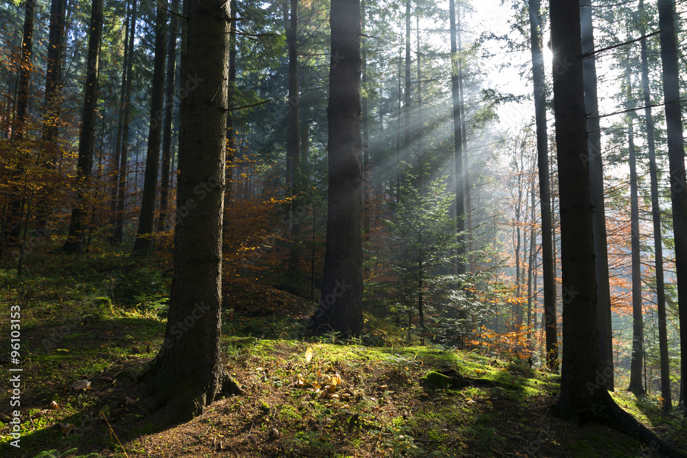 Fototapeta premium Beautiful light rays coming through the trees