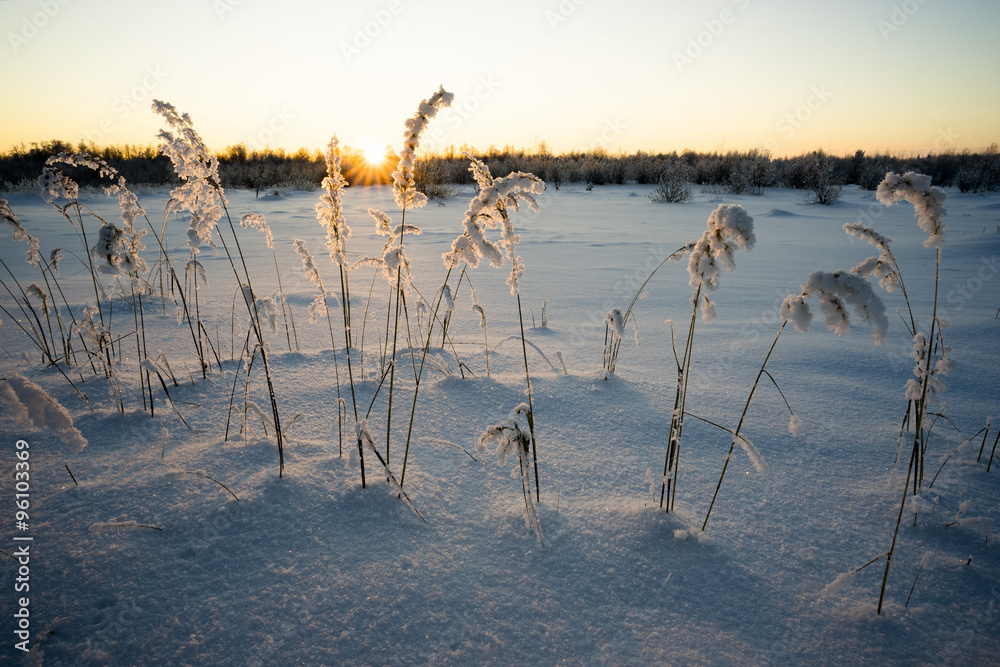 Fluffy sprigs of grass in the snow at sunset.