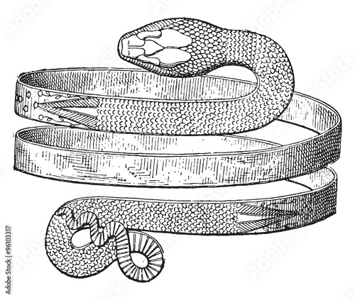 Bracelet spiral snake discovered in Pompeii, vintage engraving.