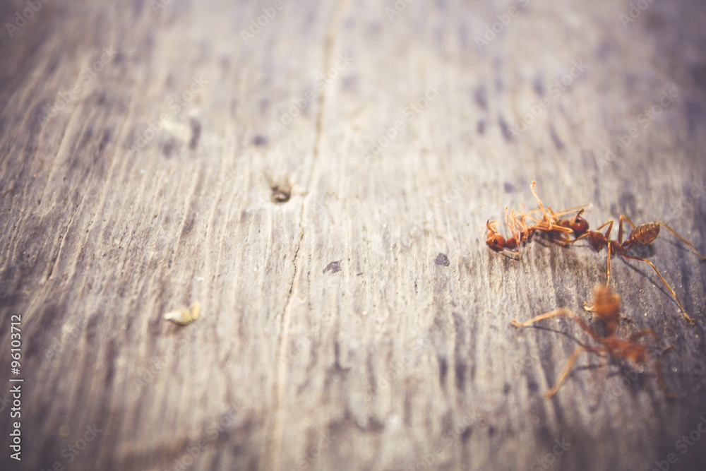 Fototapeta premium Ants are eating died ant on wood floor background