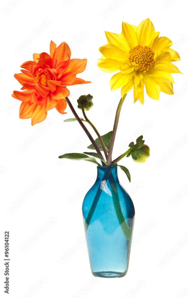 Obraz premium dahlia isolated