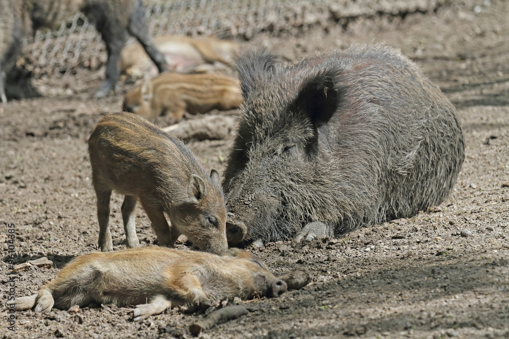 Wildschwein Wildschwein