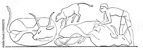 Animals brands with an iron, vintage engraving.