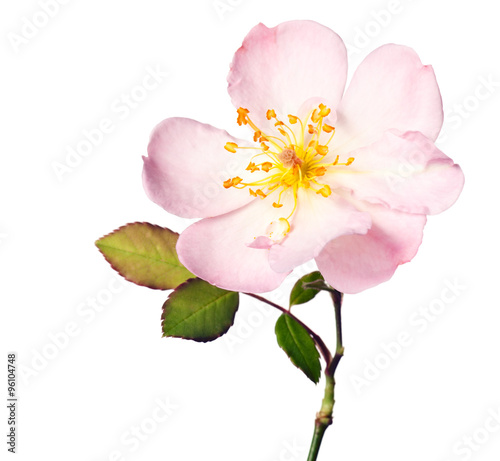 pink garden rose isolated