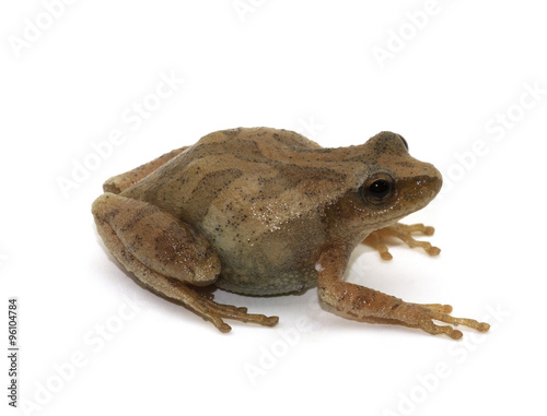 Spring Peeper