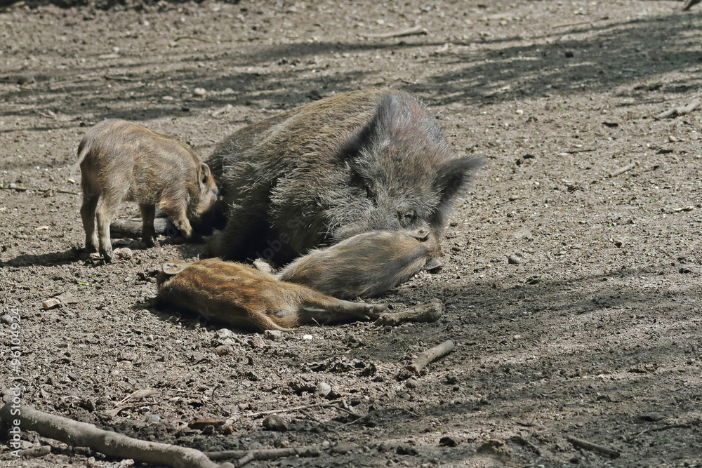 Fototapeta premium Wildschwein