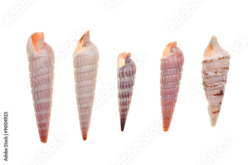 Seashells isolated on white background