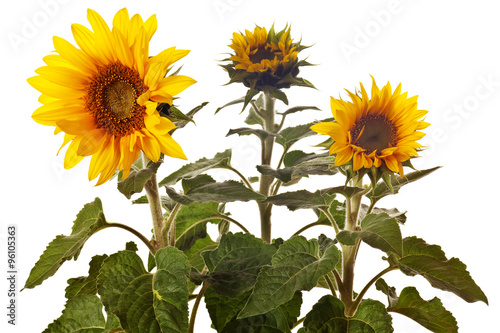 sunflower isolated