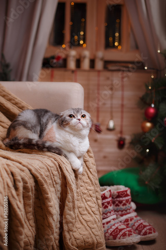 Cat breed Scottish Fold, Christmas and New Year photo