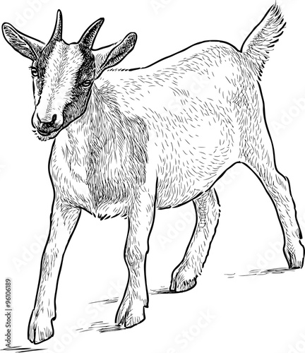 small goat