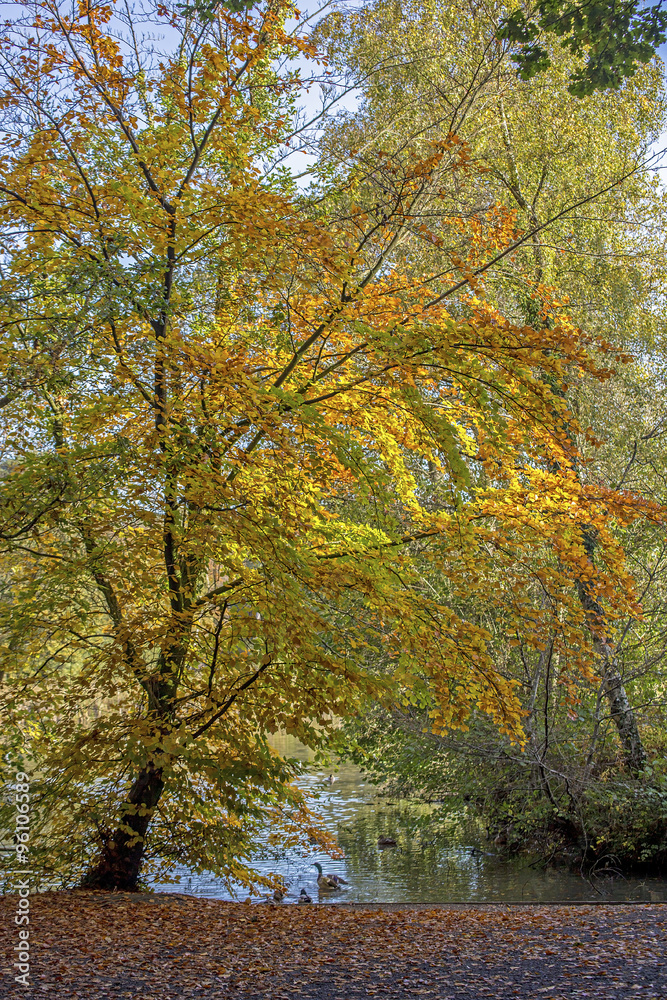 Naklejka premium Forest tree