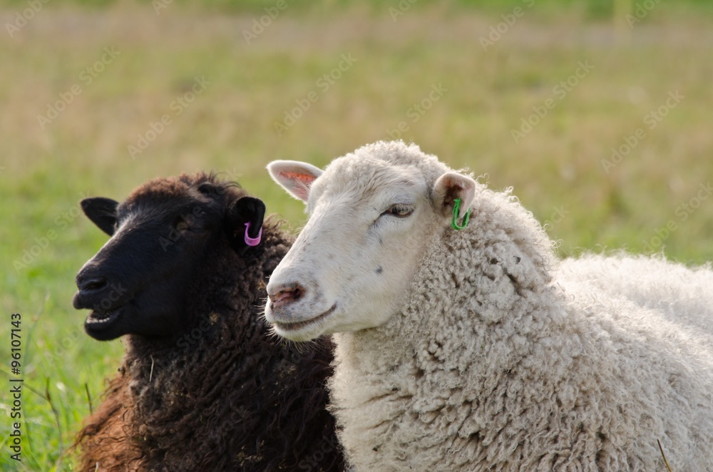 Black and White sheeps