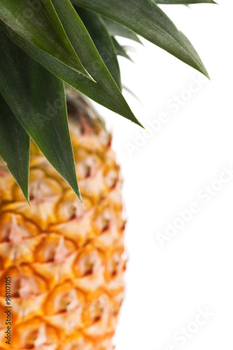 fresh Florida pineapple isolated on white