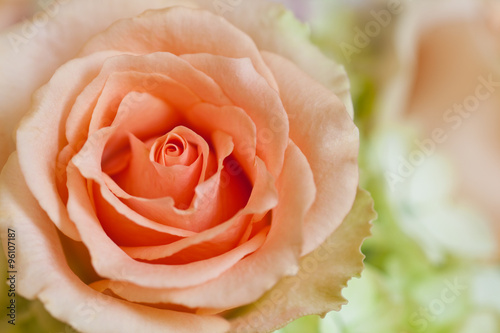 Fototapeta Naklejka Na Ścianę i Meble -  peach rose