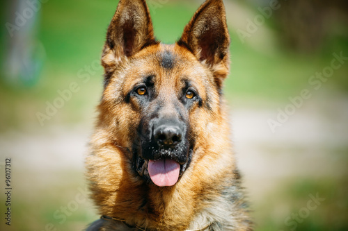 Canvastavla Beautiful Young Brown German Shepherd Dog
