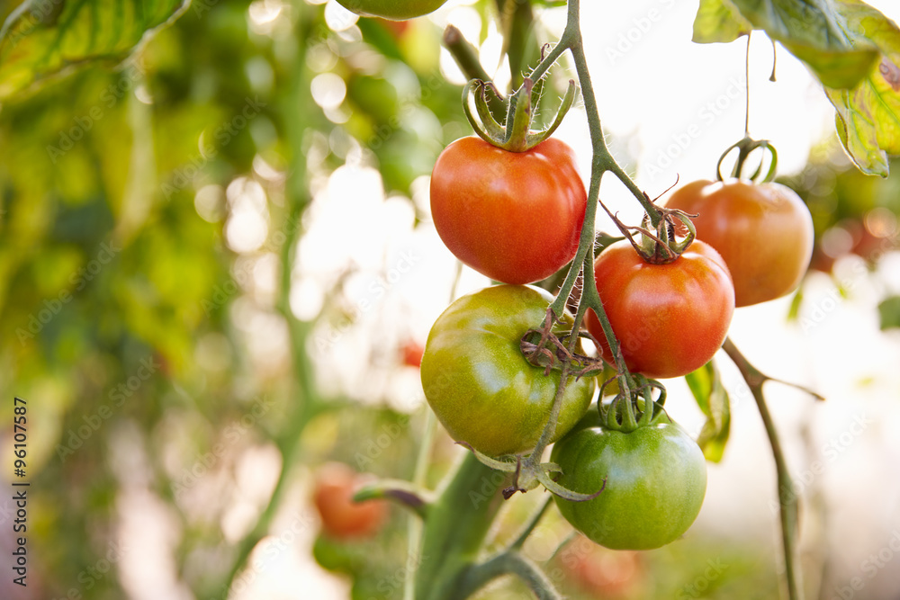 Organic Tomato Plants Growing In Greenhouse