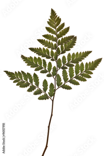 green fern leaf isolated on white background