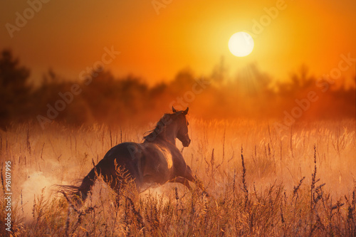 Canvas-taulu brown horse run to sunset