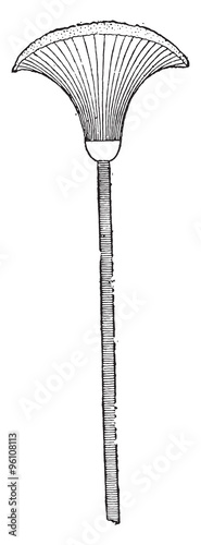 Papyrus, vintage engraving.