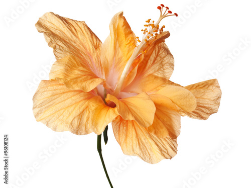 hibiscus isolated