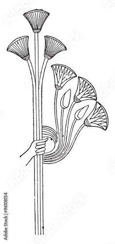 Papyrus and lotus, vintage engraving.