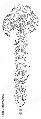 Papyrus flower ornament, vintage engraving.