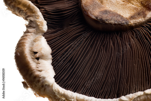 shitake mushroom