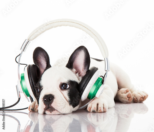 dog listening to music with headphones isolated on white backgro