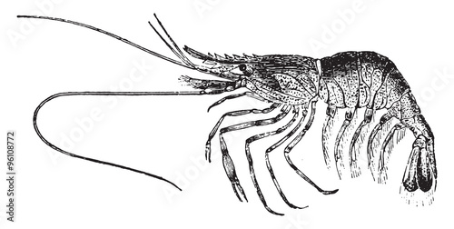 Palaemon or shrimp, vintage engraving.